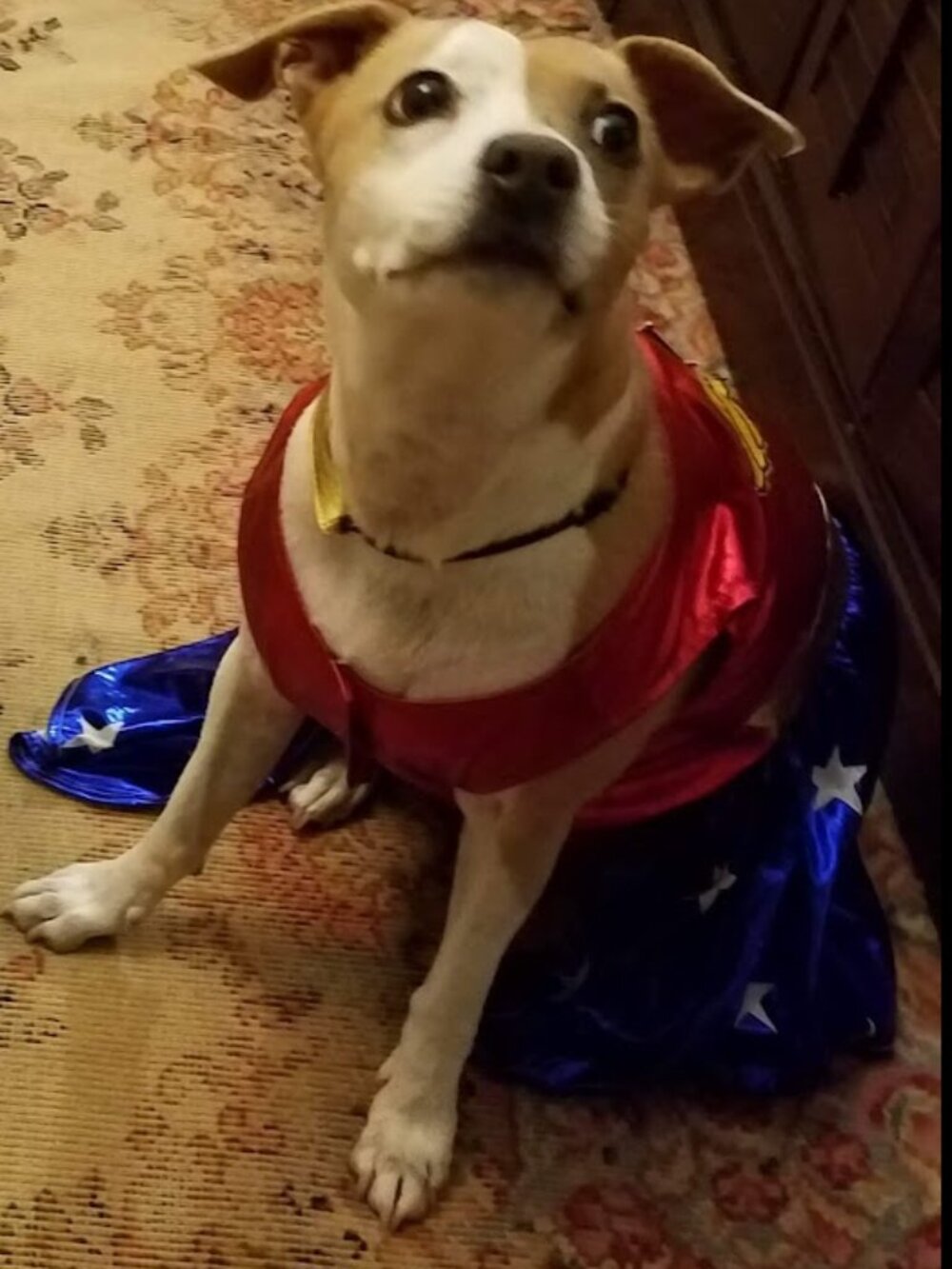 Wonder Woman dog costume dress medium To Large On 30lb dog Halloween dress up